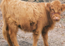 Chondro + Highpark Heifer Maniature cow for sale