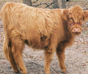 Chondro + Highpark Heifer Maniature cow for sale